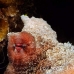 octopus_reef_muck_h_0705_png2257.jpg
